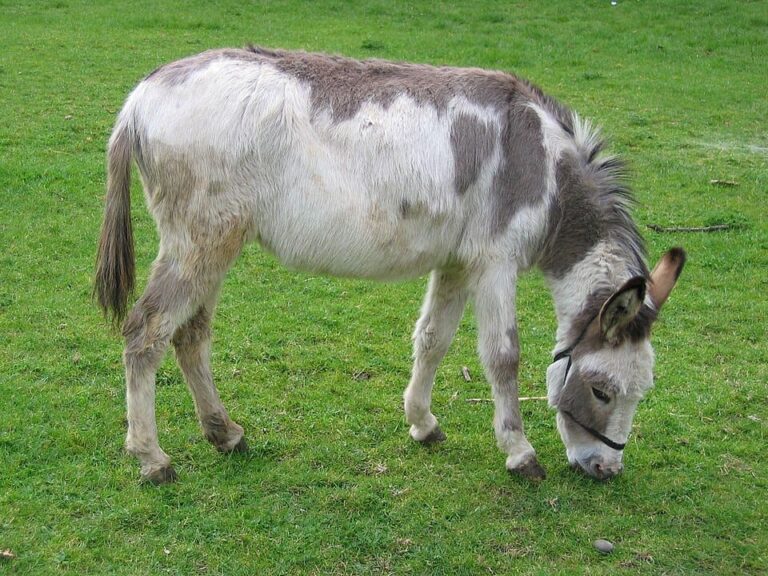 Miniature Donkey for sale, Buy Mini Donkeys online