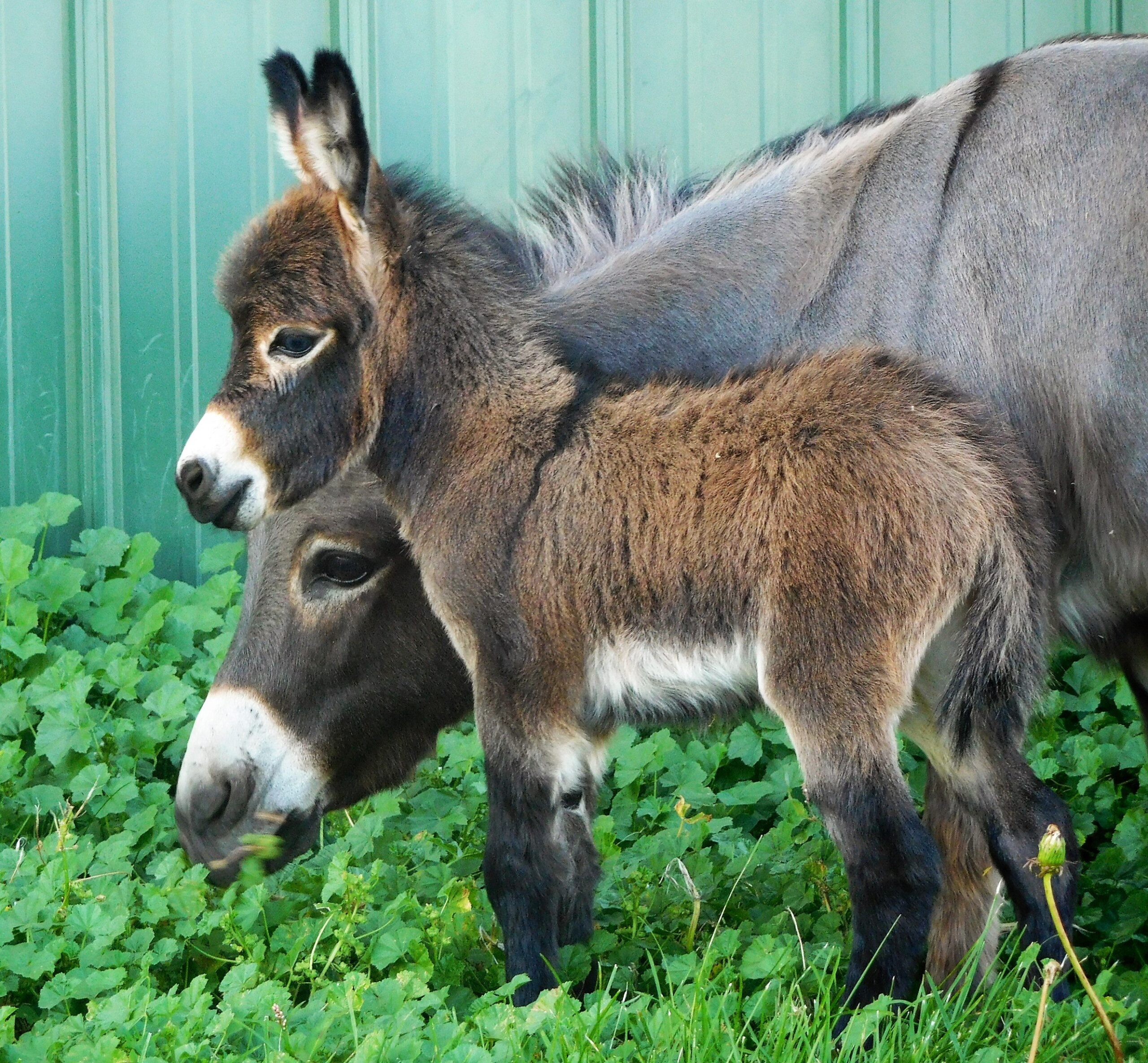 tiny donkeys for sale, full grown miniature donkey