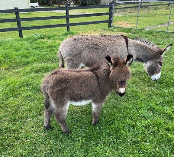 tiny donkeys for sale, full grown miniature donkey