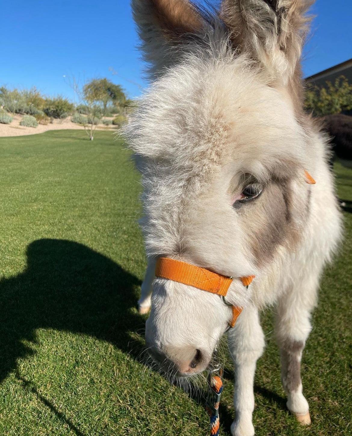 Micro miniature donkey, Mini burro for sale