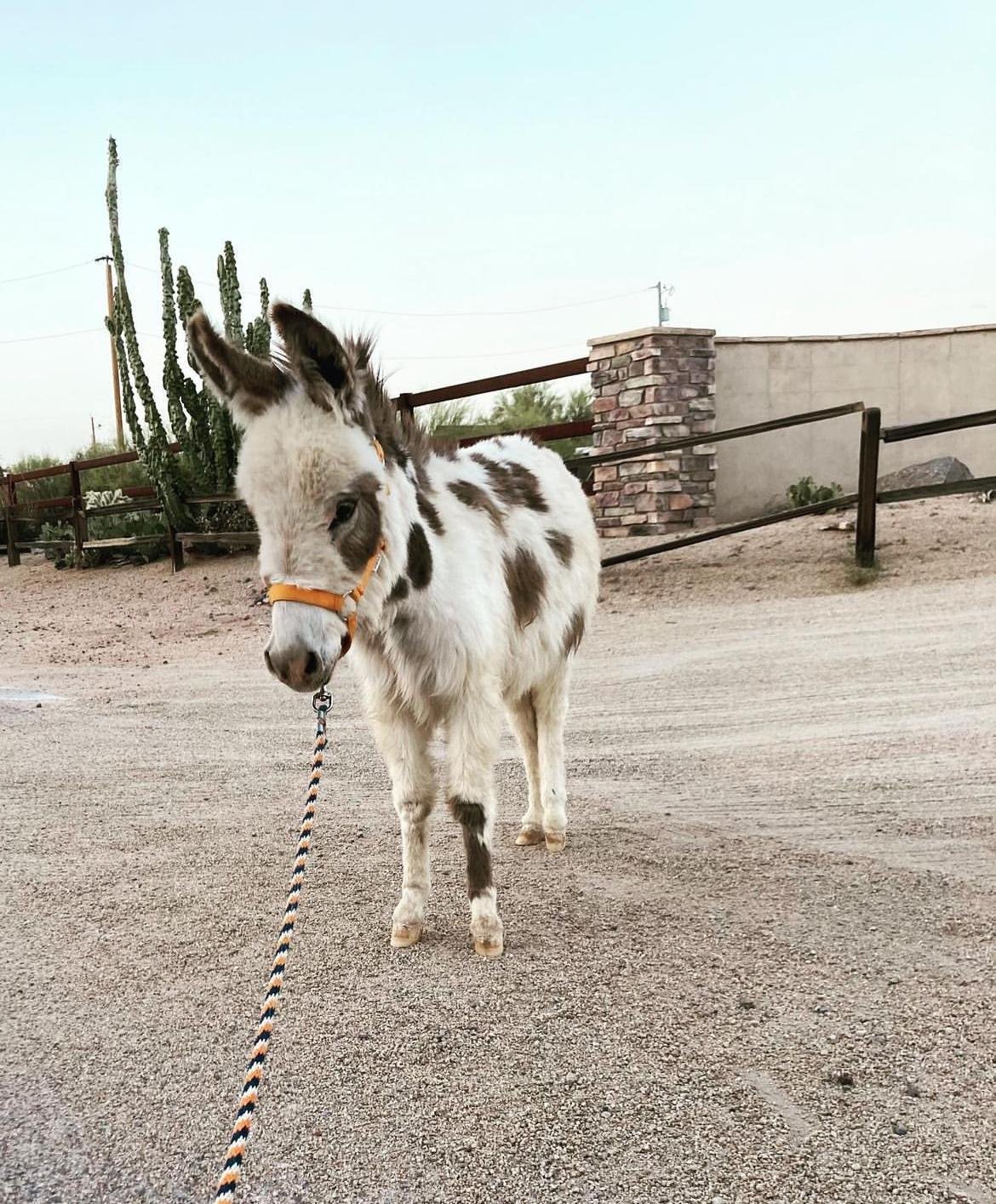 Micro miniature donkey, Mini burro for sale