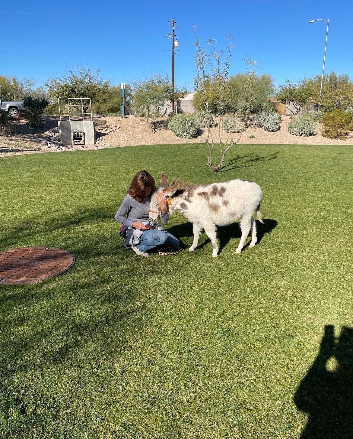 Micro miniature donkey, Mini burro for sale