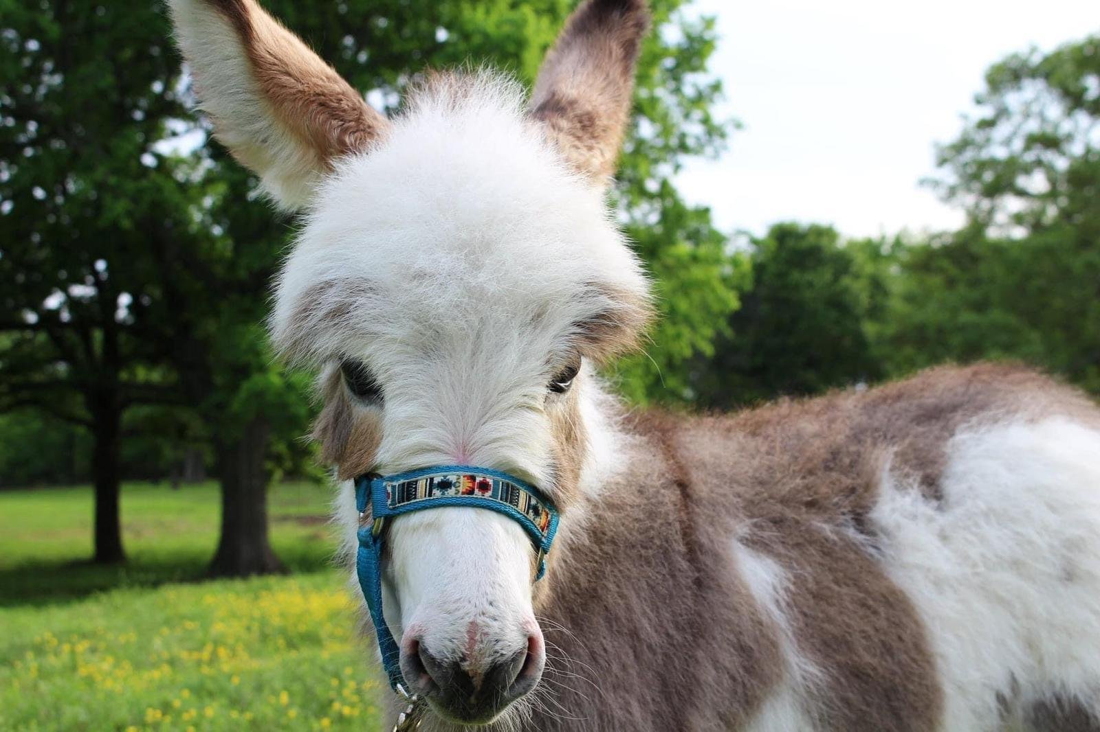Miniature burro for sale, Mini donkey price