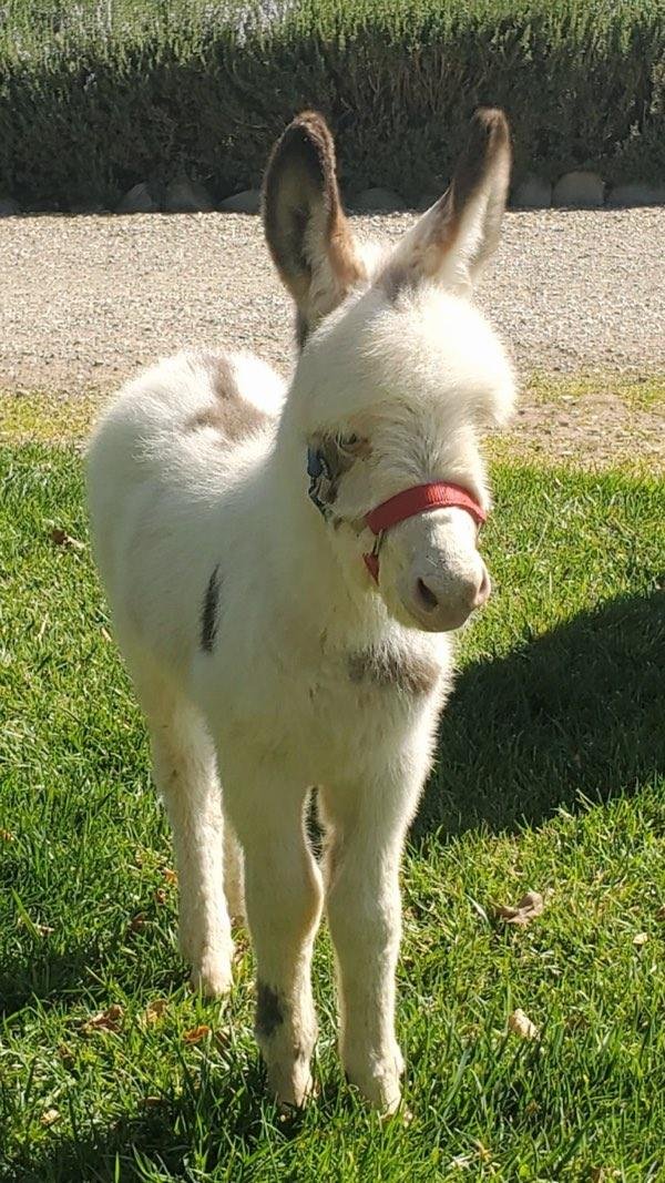 Mini donkeys for sale near me, Miniature donkeys for sale near me