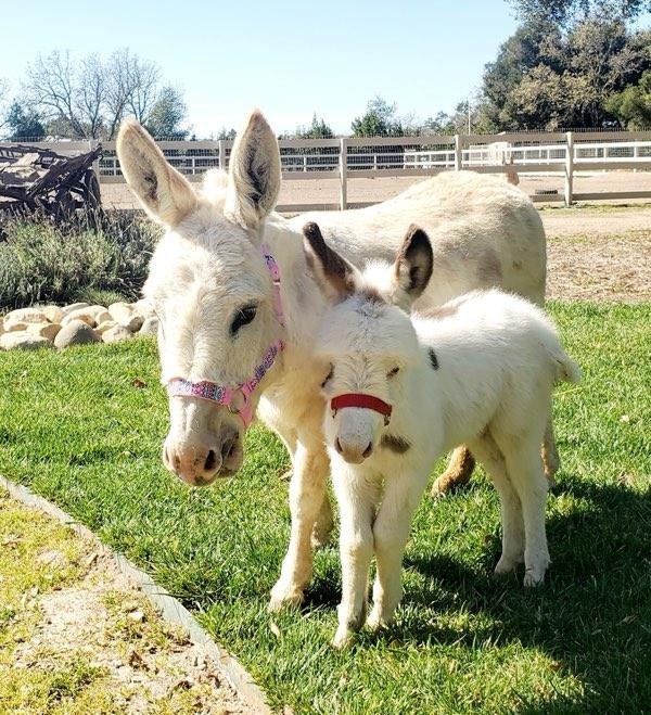 Mini donkeys for sale near me, Miniature donkeys for sale near me