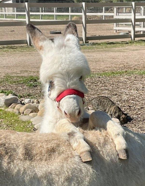 Mini donkeys for sale near me, Miniature donkeys for sale near me