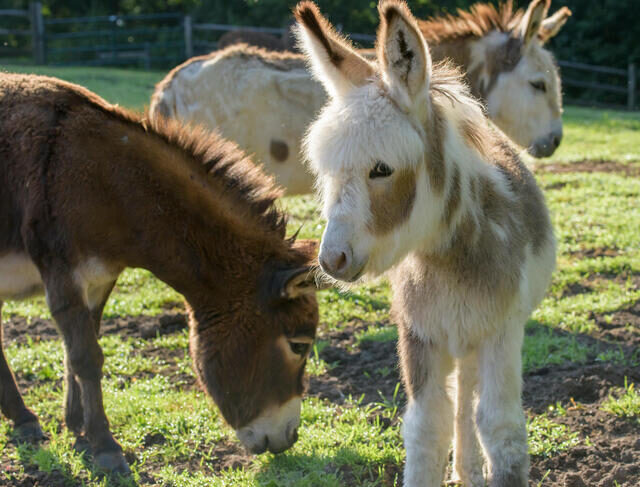 Miniature Donkey for sale, Buy Mini Donkeys online