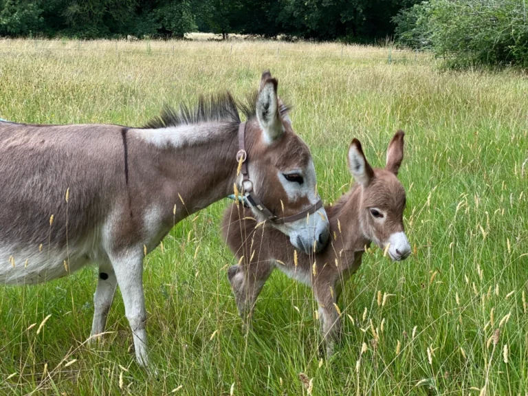 Miniature Donkey for sale, Buy Mini Donkeys online