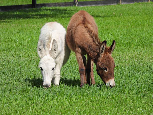 Miniature Donkey for sale, Buy Mini Donkeys online