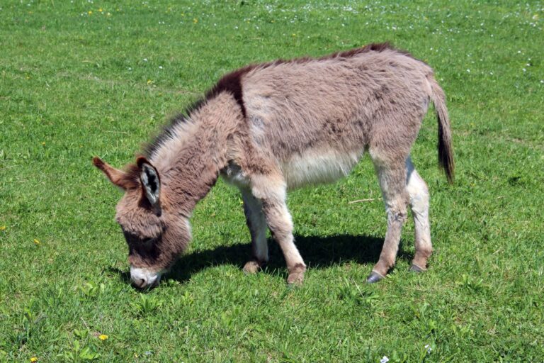 Miniature Donkey for sale, Buy Mini Donkeys online