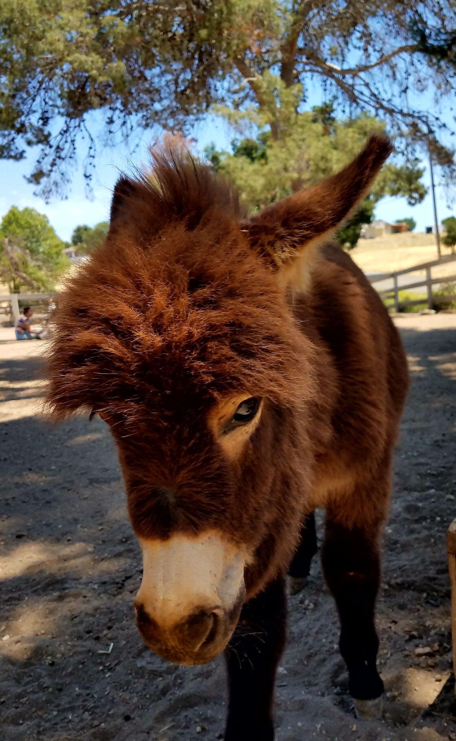 Miniature donkey for sale, Mediterranean mini donkey