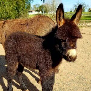 Miniature donkey for sale, Mediterranean mini donkey