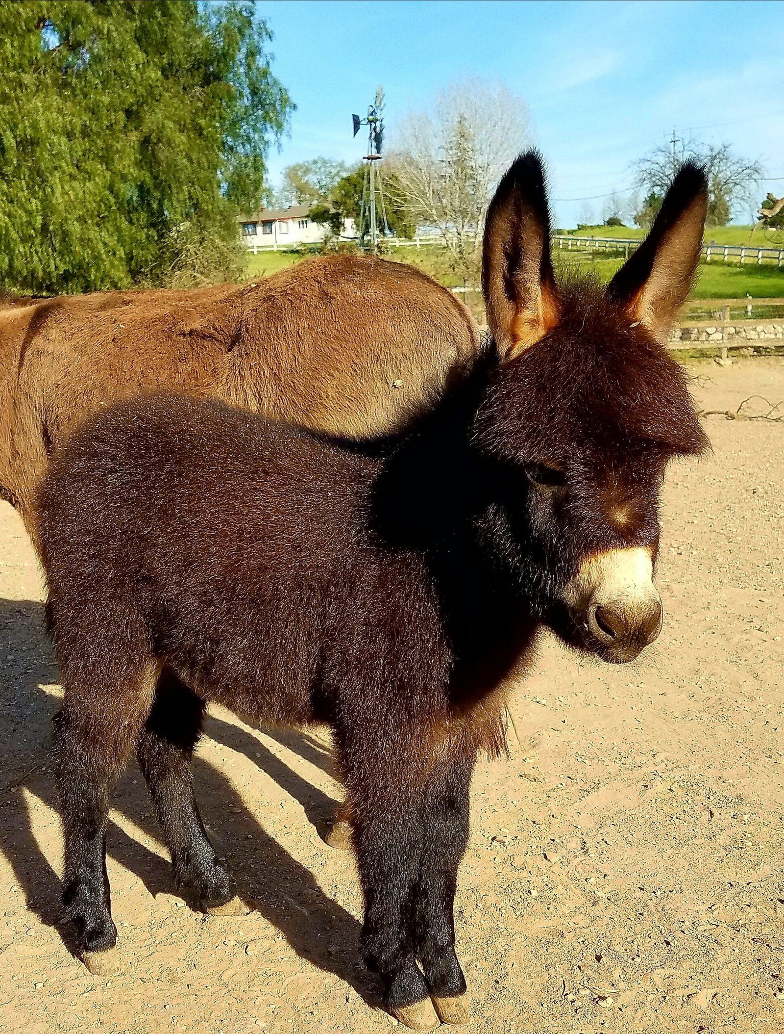 Miniature donkey for sale, Mediterranean mini donkey