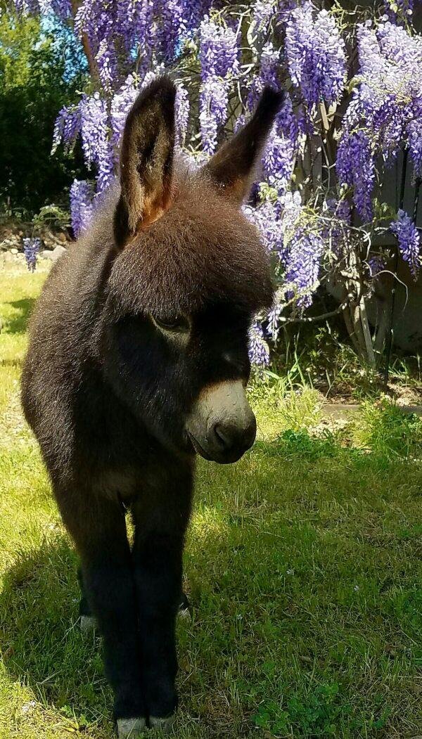 Miniature donkey for sale, Mediterranean mini donkey