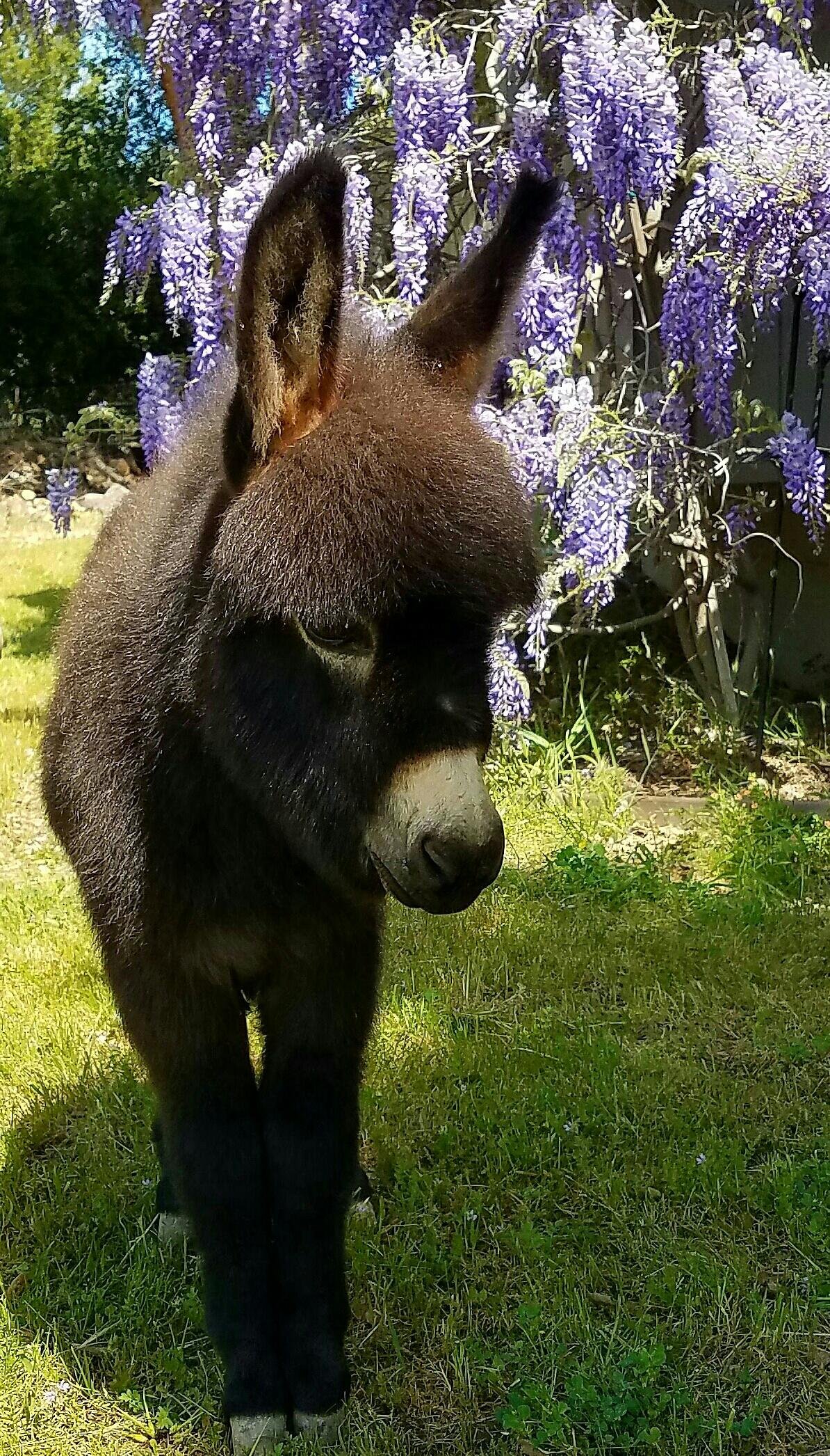 Miniature donkey for sale, Mediterranean mini donkey