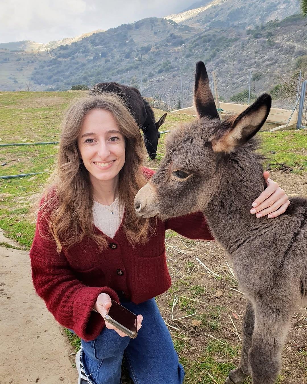 Tiny Donkeys for sale, Full grown miniature Donkeys