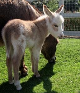 Miniature burro for sale, Mini donkey price