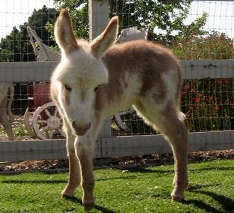 Miniature burro for sale, Mini donkey price