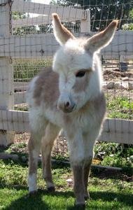 Miniature burro for sale, Mini donkey price