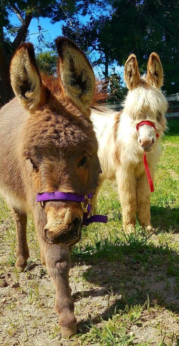 Jenny donkeys for sale, Miniature donkey jennet for sale