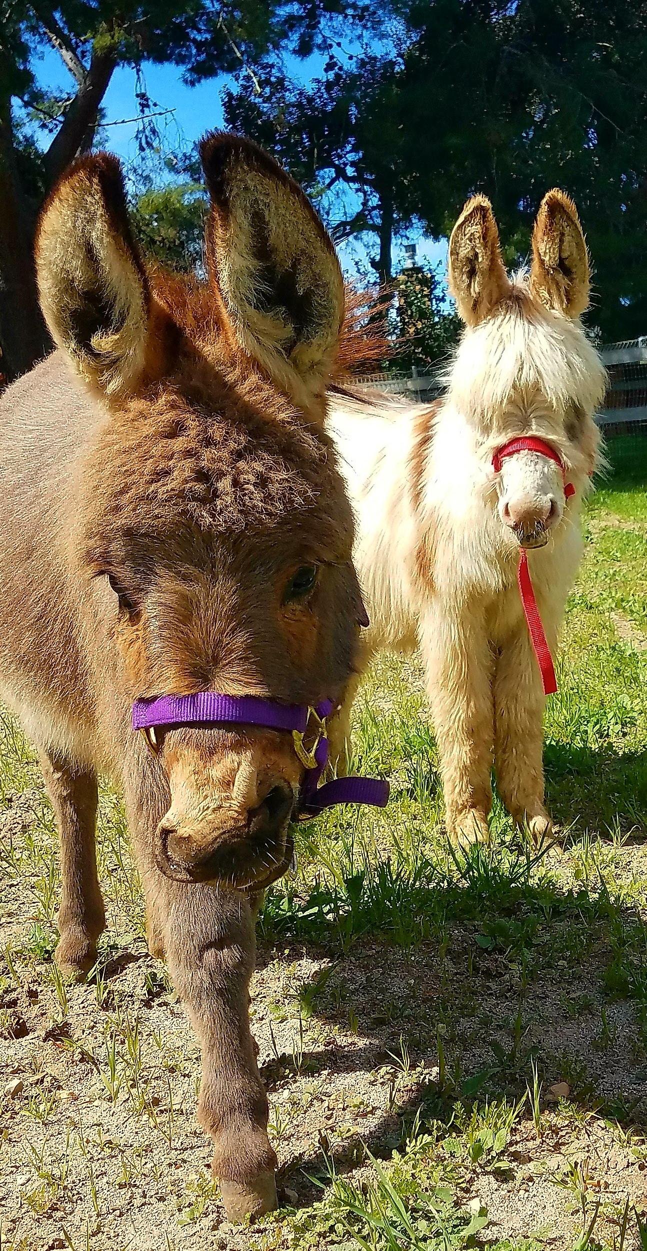 Jenny donkeys for sale, Miniature donkey jennet for sale