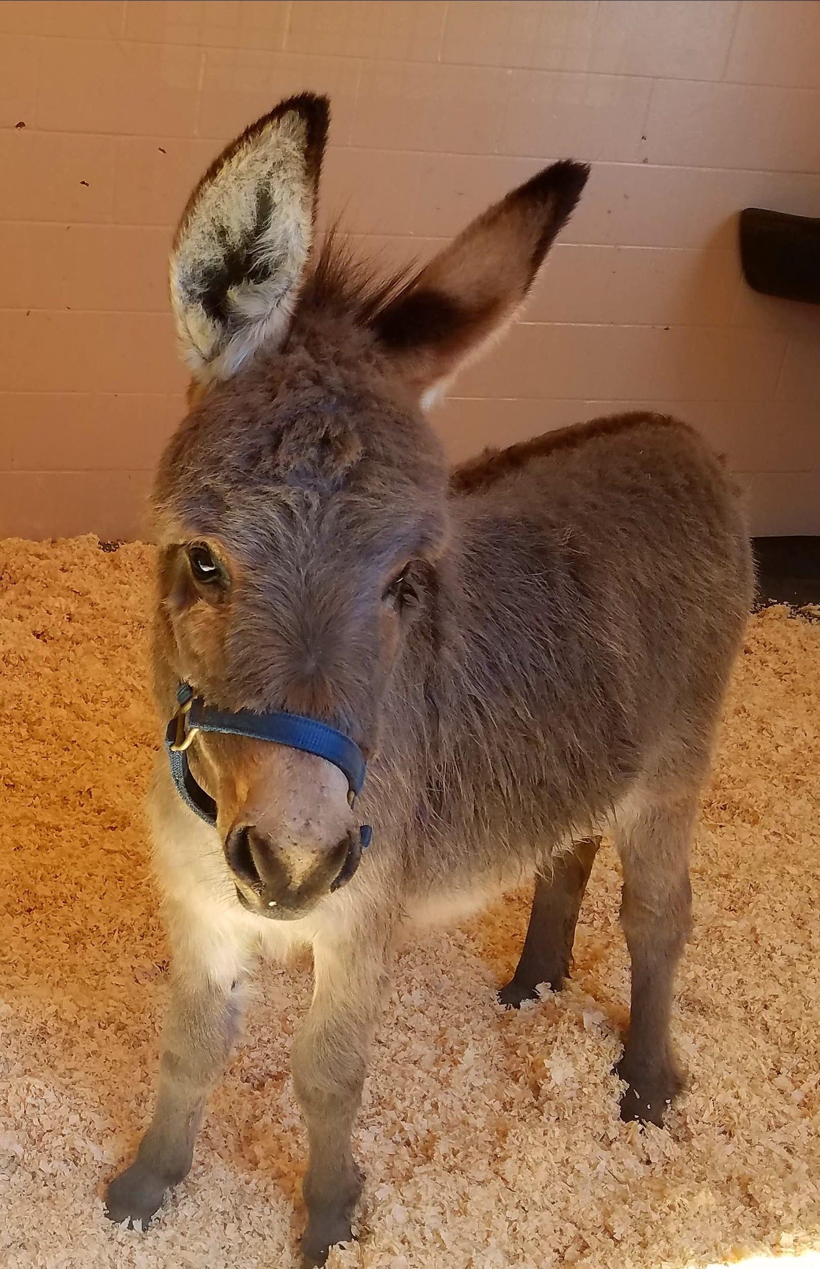 Jenny donkeys for sale, Miniature donkey jennet for sale