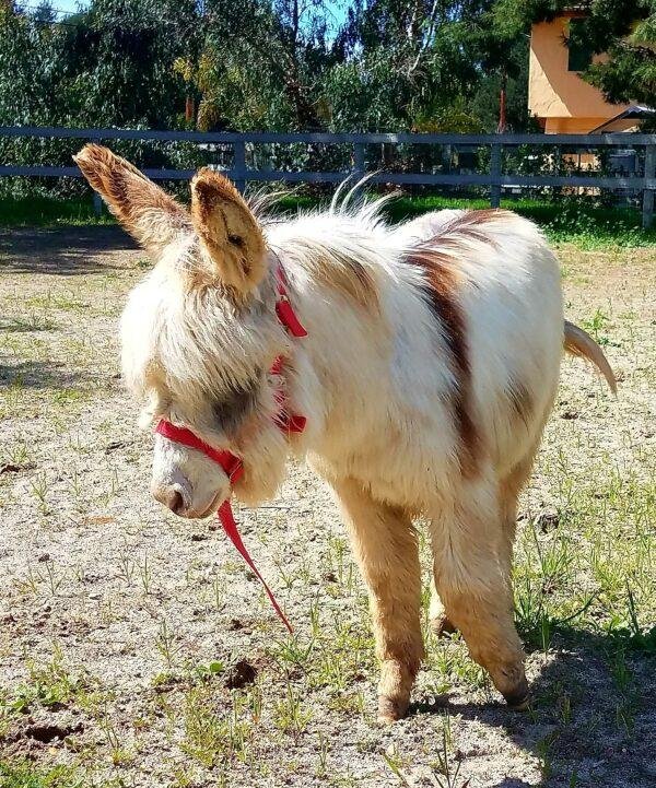 Jenny donkeys for sale, Miniature donkey jennet for sale