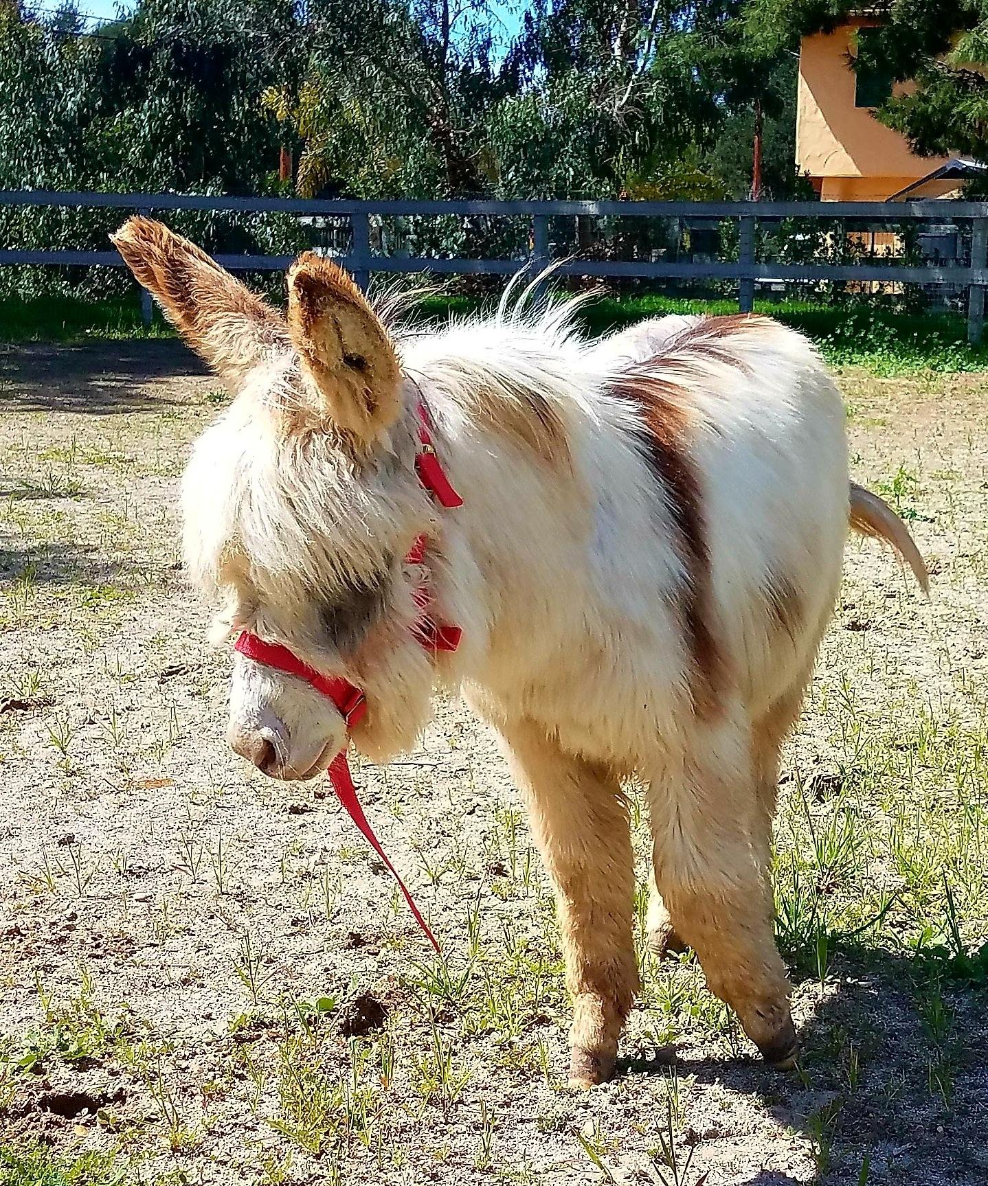 Jenny donkeys for sale, Miniature donkey jennet for sale