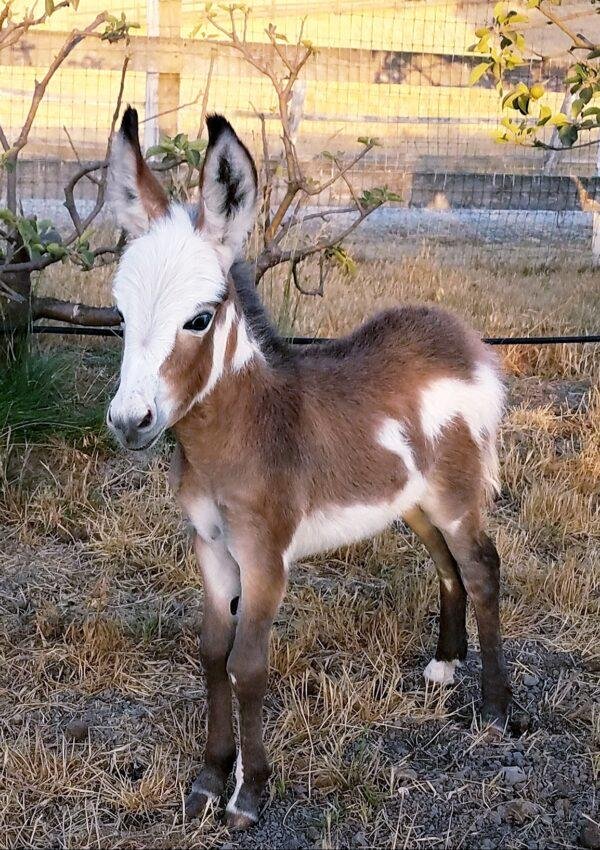 Donkeys for sale, Miniature donkey foal for sale
