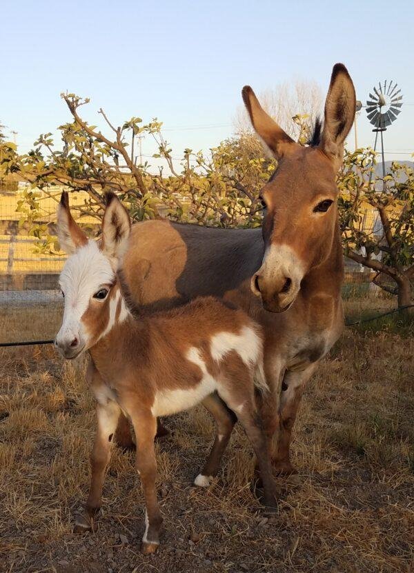 Donkeys for sale, Miniature donkey foal for sale