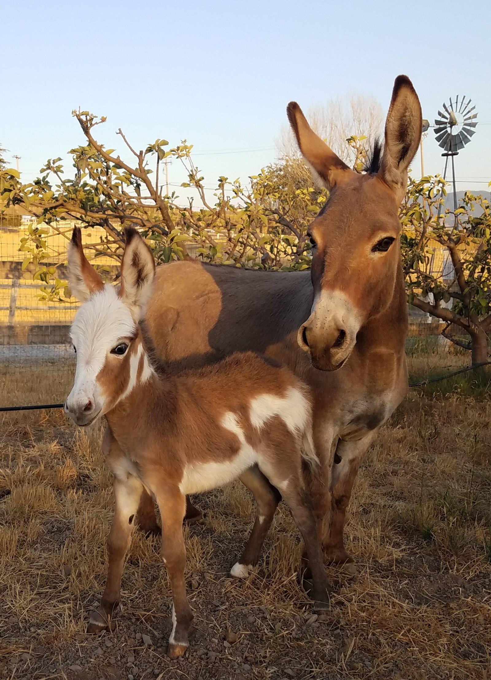 Donkeys for sale, Miniature donkey foal for sale