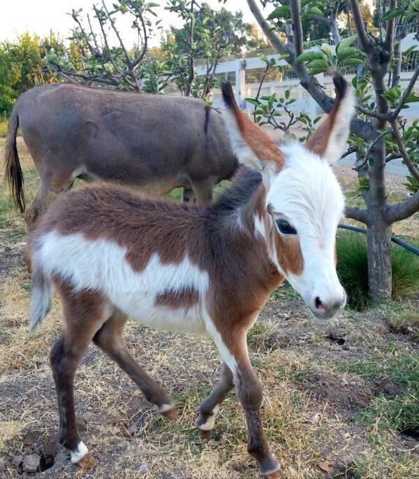 Donkeys for sale, Miniature donkey foal for sale