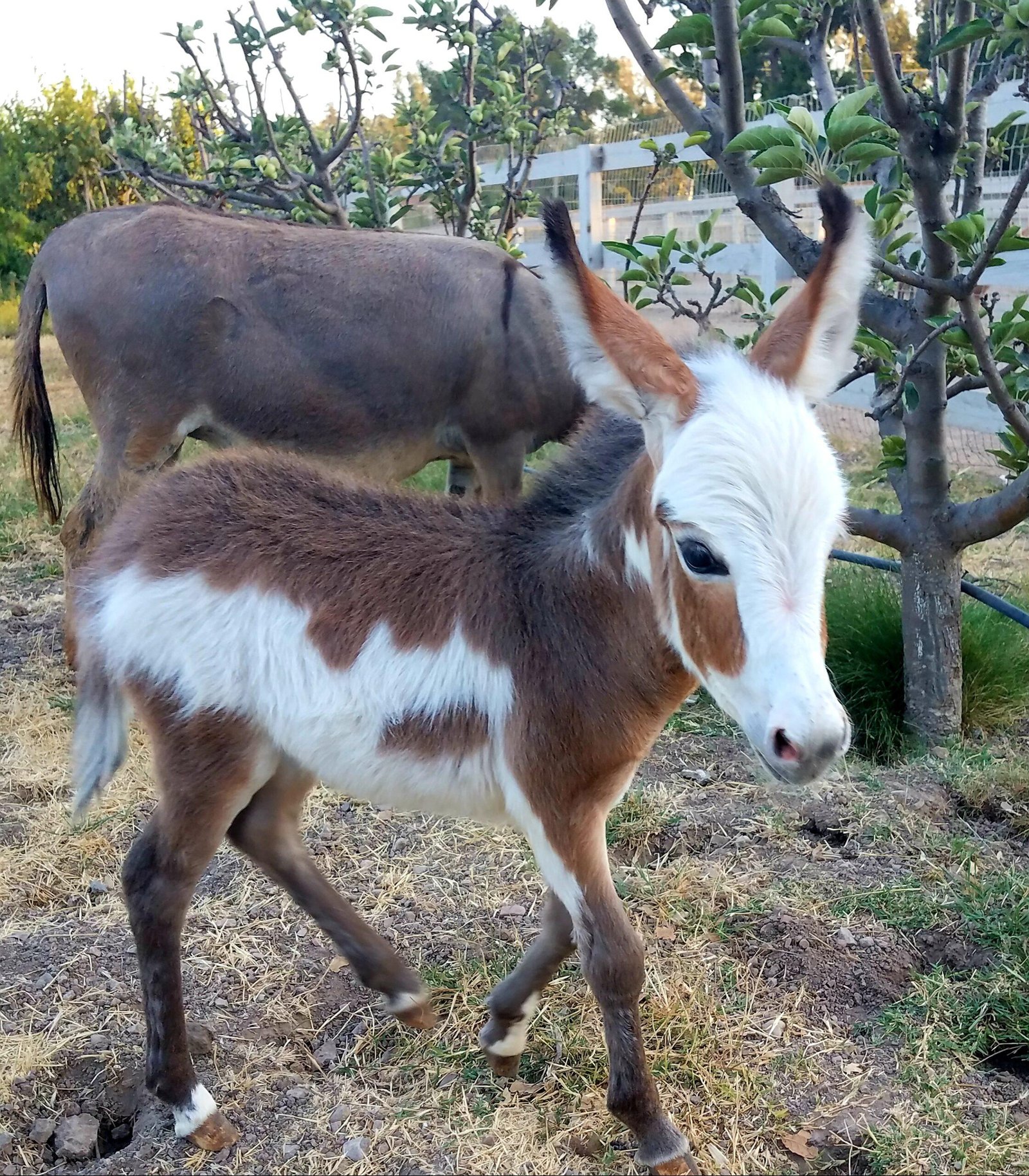 Donkeys for sale, Miniature donkey foal for sale